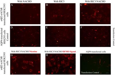 Neuronal nicotinic acetylcholine receptor antibodies in autoimmune central nervous system disorders